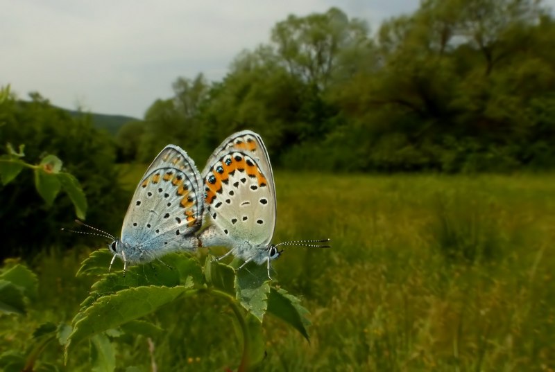 farfalle sul Lago